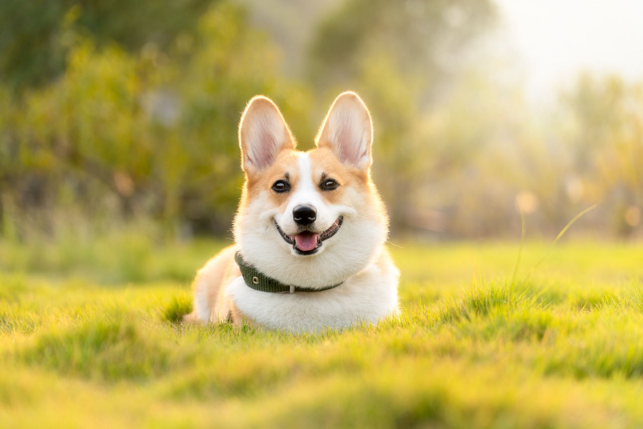 The Gentle Spirit of the Shikoku Dog